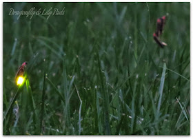 http://www.dragonflyandlilypads.com/2015/01/joy-it-is-2015.html Lightning Bugs, Grass, Summer, Dusk