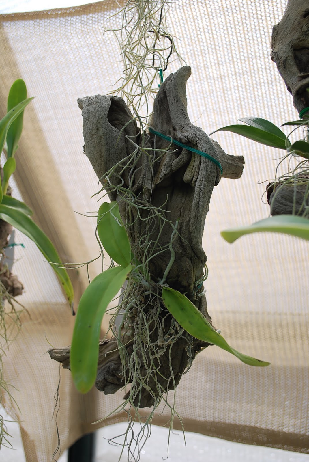 RuggedOrchids You grow orchids where? More mounted orchids in the