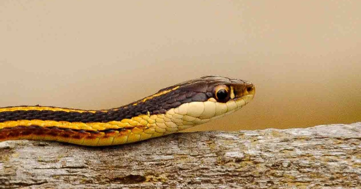 ELECTRIC FENCE SNAKE CAUGHT ON ELECTRIC FENCE