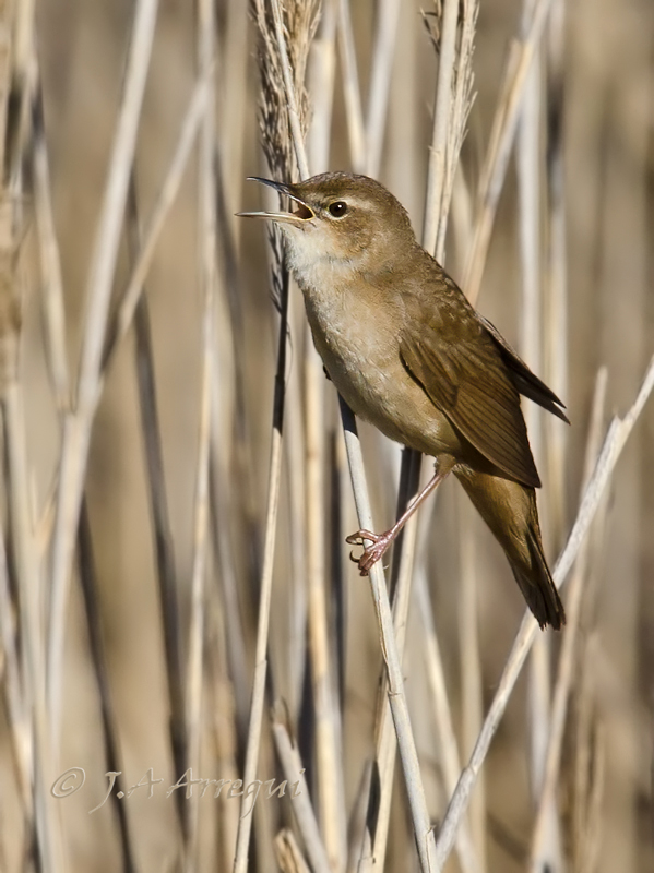 Buscarla unicolor, Locustella luscinioides, Savi´s Warbler Buscarla unicolor, Locustella luscinioides, Savi´s Warbler