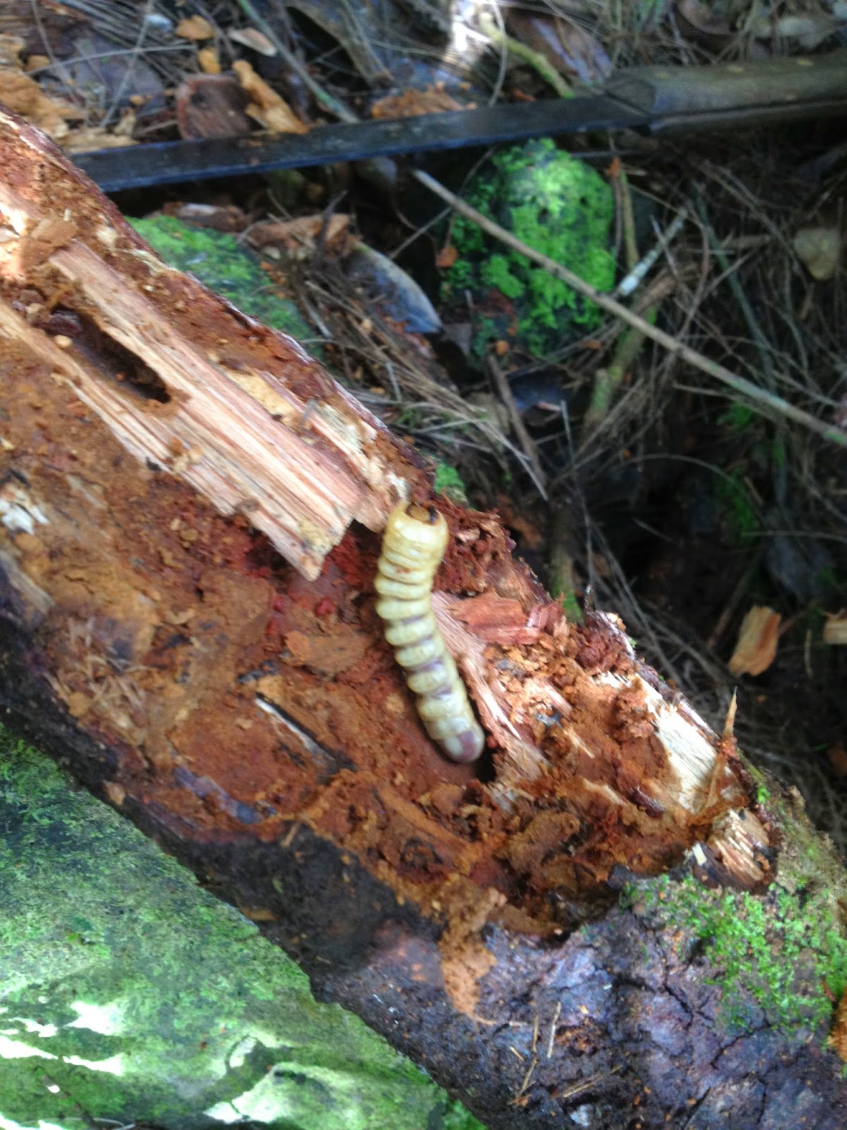 Gypsy Soul: Do I have worm in my teeth?