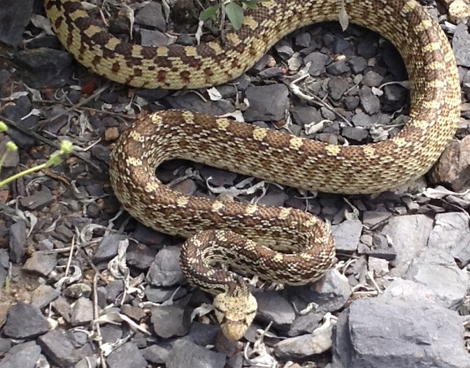 Bull Snake Eating Rattlesnake