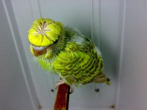 Crested Budgies Parrots Pair For Sale In Lahore - Pets For Sale In Pakistan