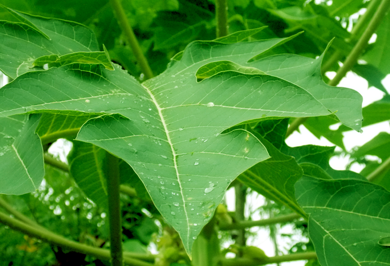 daun pepaya sayur dari daun pepaya