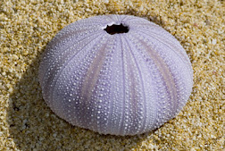 Sea Urchin Skeleton