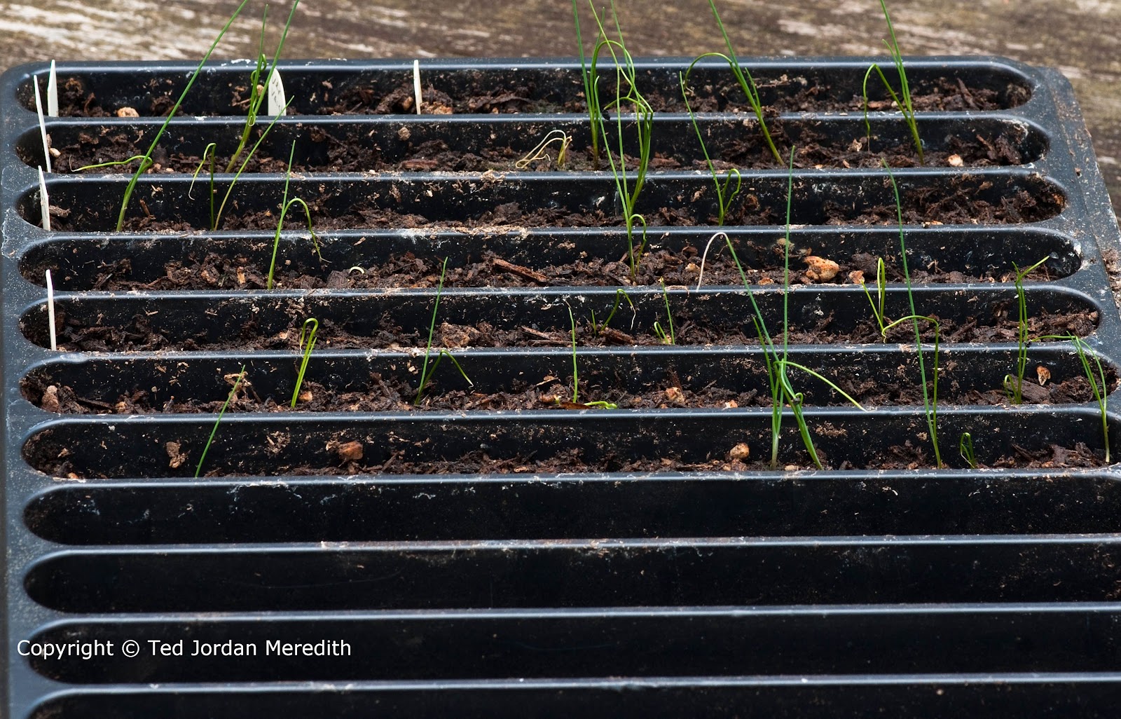 Garlic Analecta Growing Garlic From True Seed