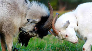 goats-animal-wallpaper-3d-for-free