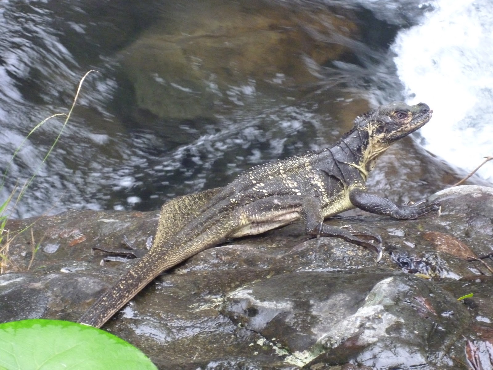 iguana di alam liar