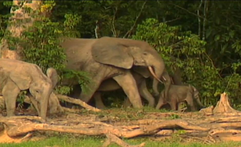 Dangerous of Wild Animals Save the Elephant, its big Tusk and the