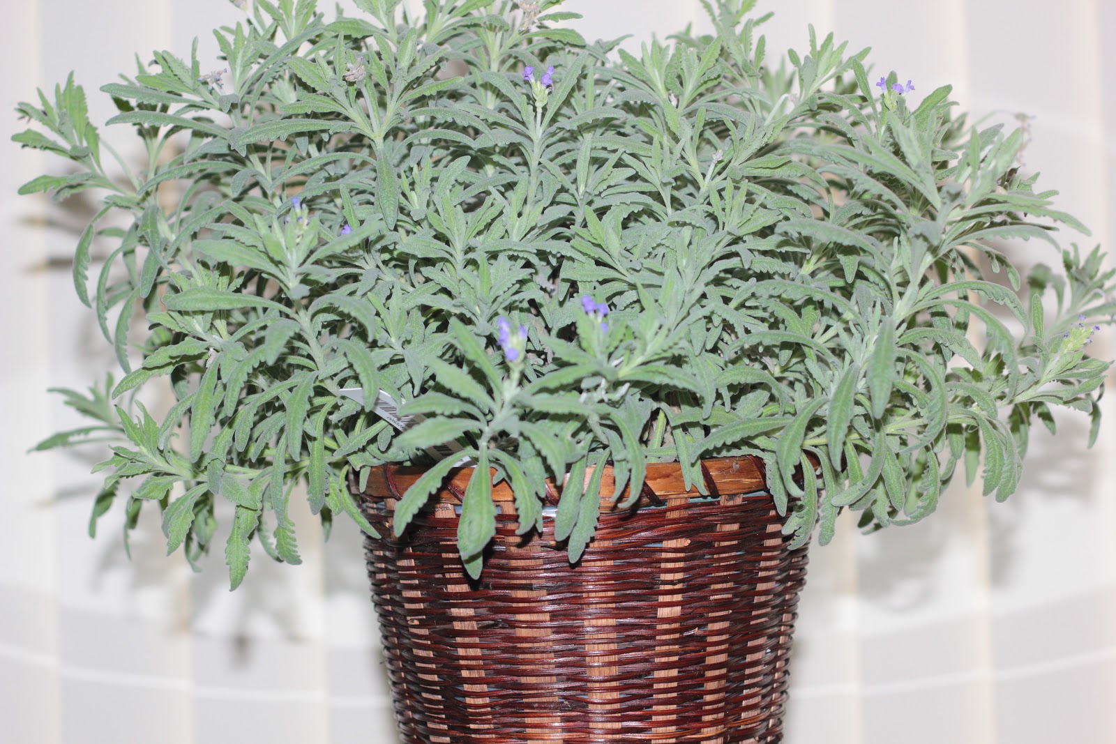 Lavender as a houseplant cleans the air and adds a calming, relaxing scent to the indoor environment for stress relief..