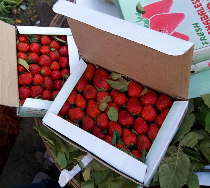 Stock Pictures Strawberries packed in boxes and containers