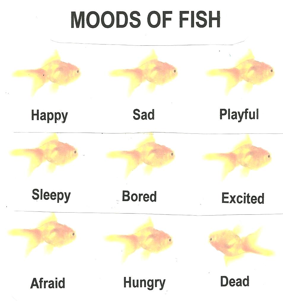 Goldfish Species Chart