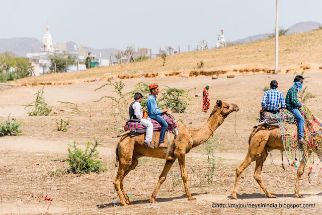 Camel Ride Rajasthan