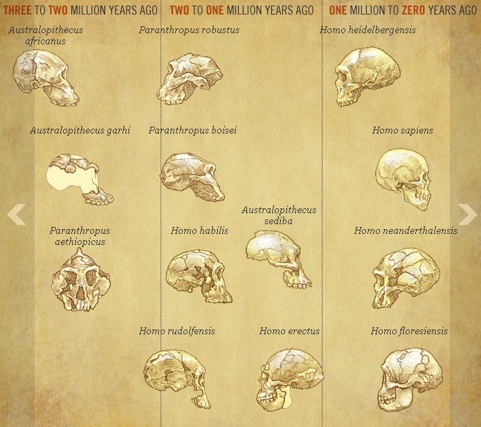 The Archaeologist and the Trowel The Human Lineage Through Time