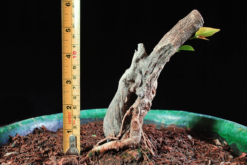 Bougainvillea Bonsai (2) Progression Pictures Bonsai Adventure A