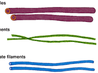 Cytoskeleton Diagram Cytoskeleton Diagram