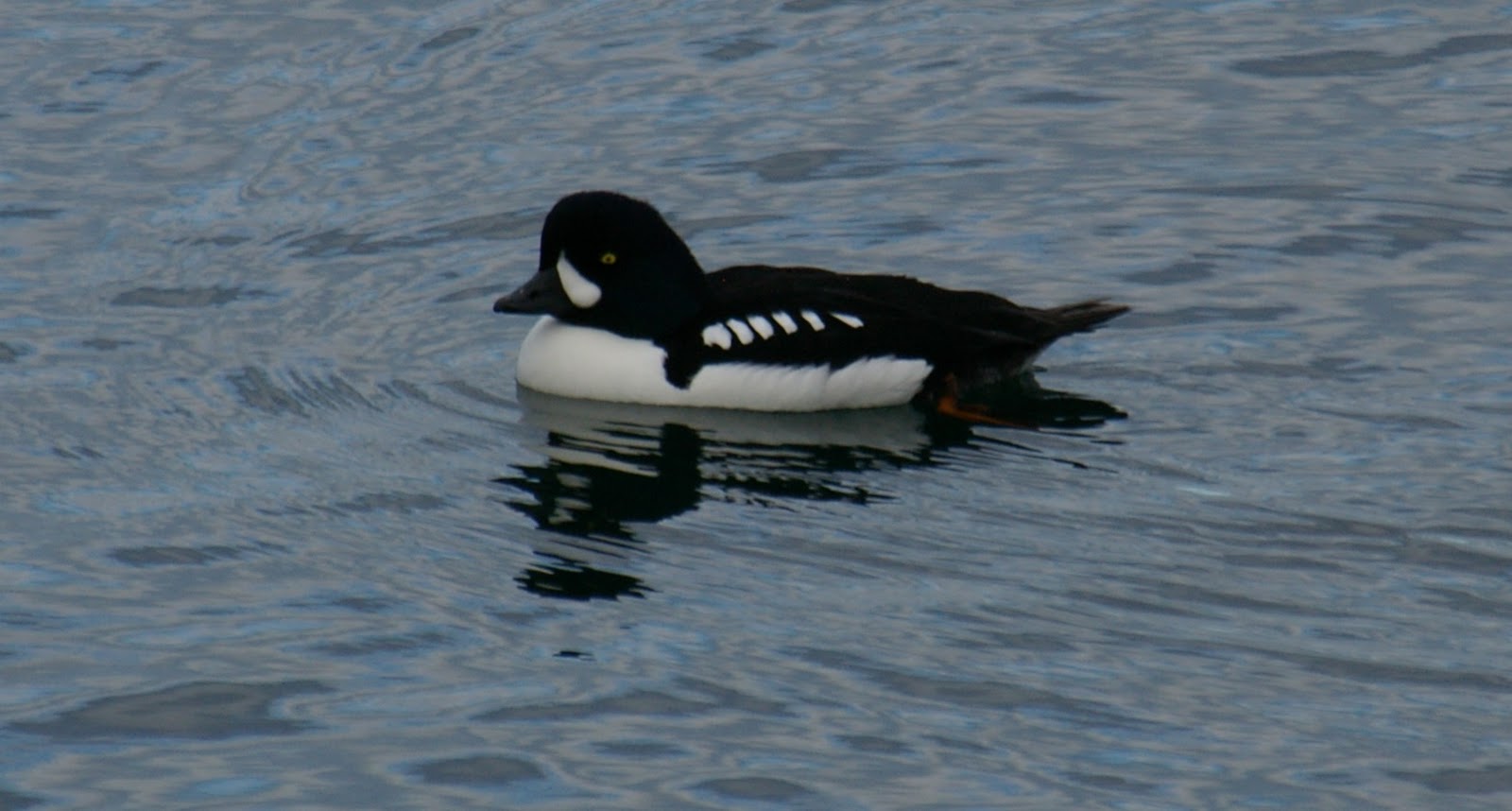 ...The Fangirl Files... Diving Ducks of Puget Sound