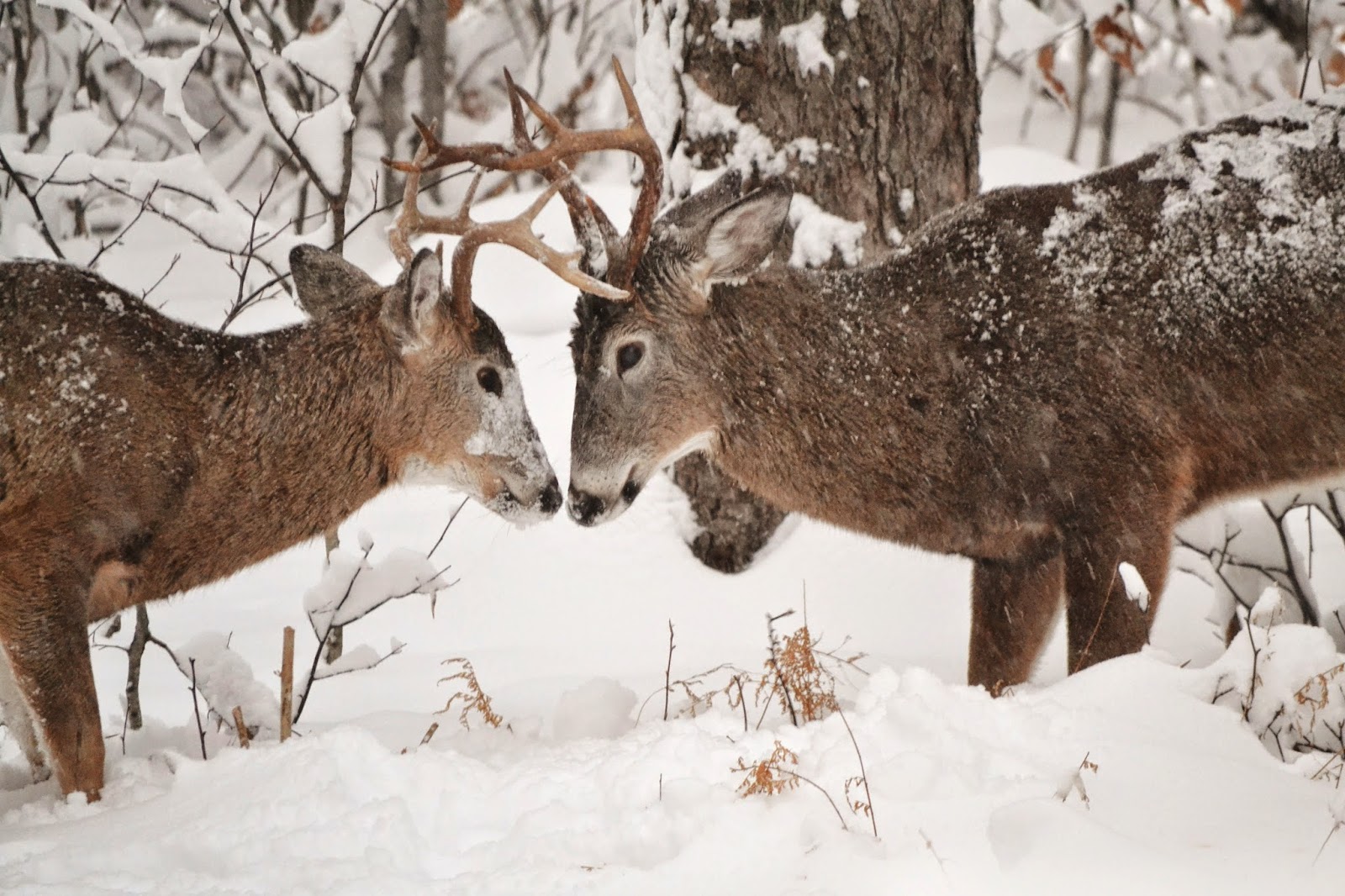 Janie's Pocono Mountain Garden The Poconos "WILD" Wildlife And Weather
