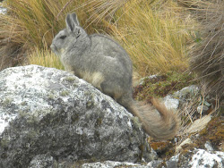 VIZCACHA