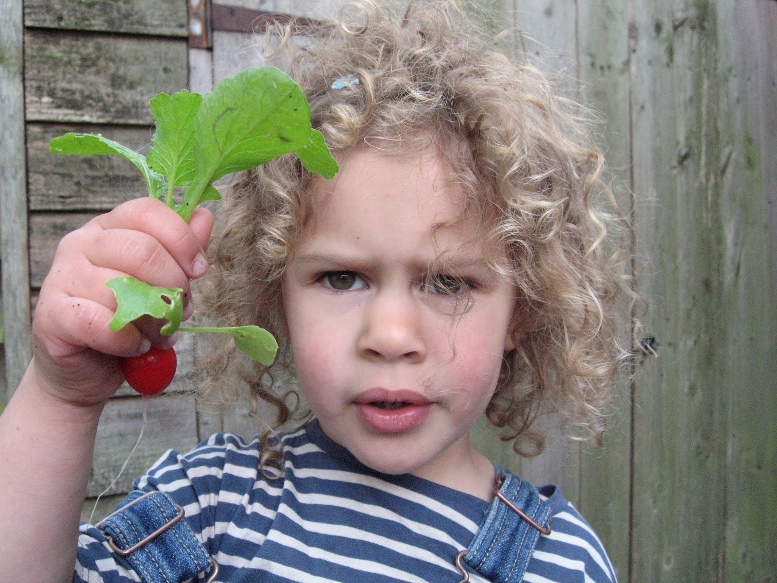 The Other Side of the Shelf First (ever) Radish