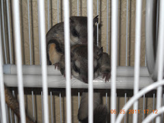 Baby Flying Squirrels