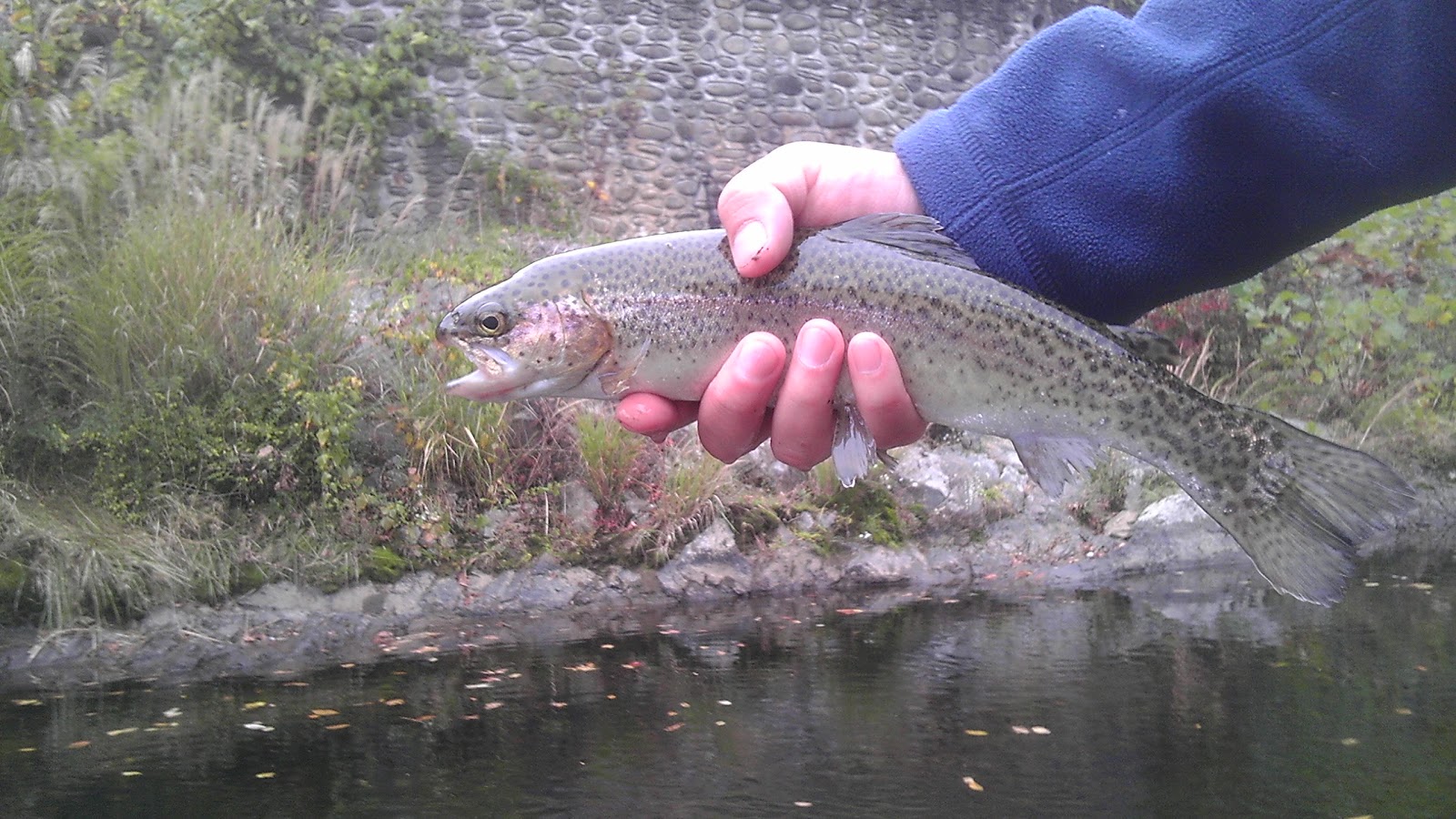 Colorado Fly Fishing 10/27/12 Little Pigeon River