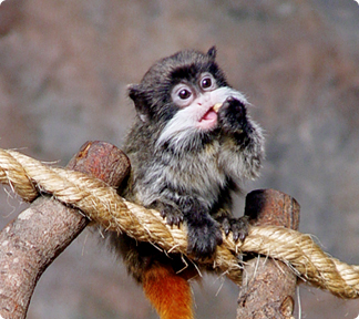 Baby Emperor Tamarin