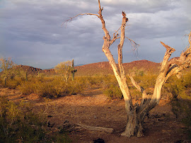 Sunset in Tucson, Arizona