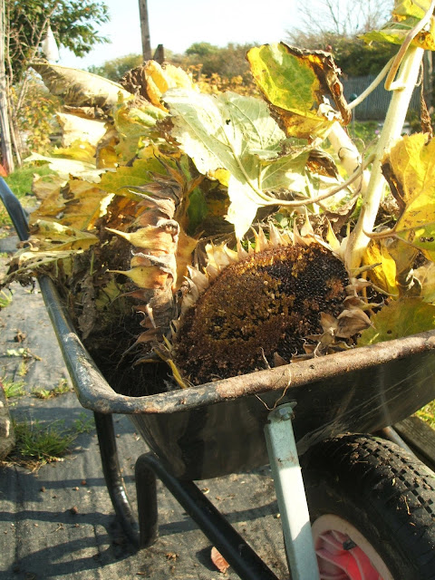 November on the allotment: sunshine, sunflowers, wheelbarrow, weeding, plot, gardening