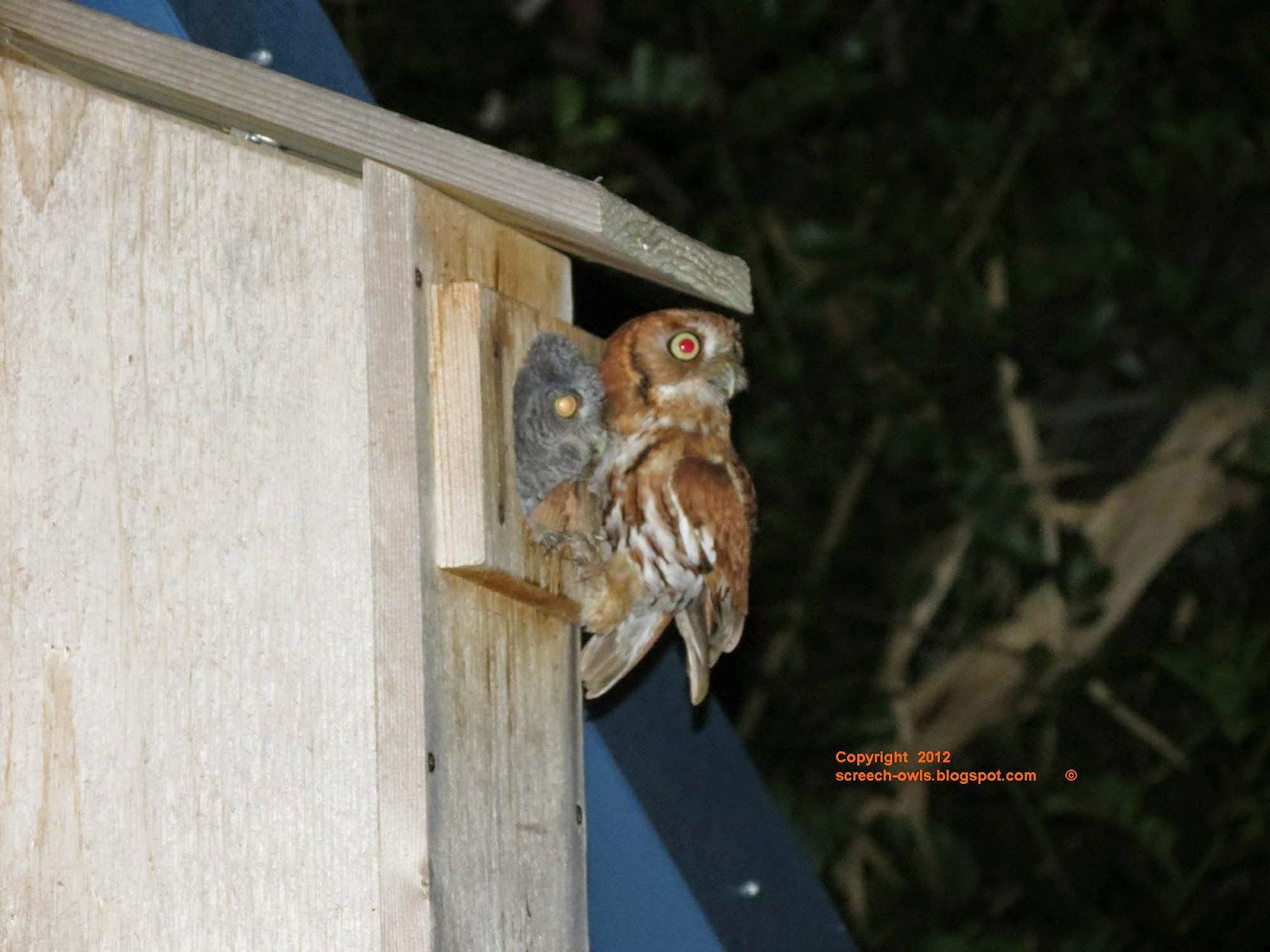 Backyard Birding....and Nature Screech Owl Feeding Frenzy