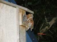 Florida Eastern Screech Owl Feeding Baby Owlets Outside Nest Box