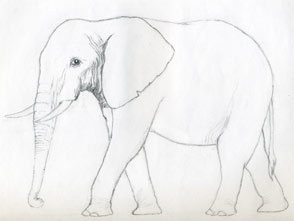 Come Disegnare Un Elefante