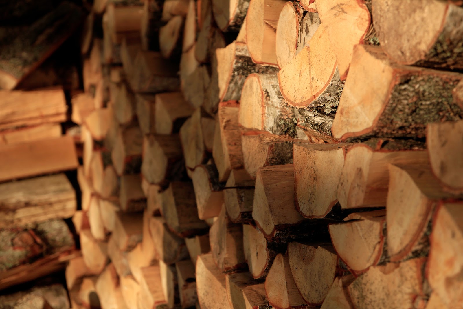 Gwiazdka w Puszczy - Ania w Podróży