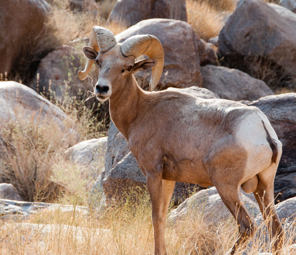Follow The Sykes Birds 2011 Route West Part 2 Carson