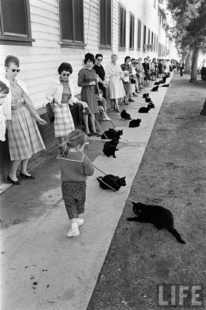 Gatos Embrujados [1961]