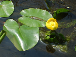 Nuphar lutea – Grążel żółty