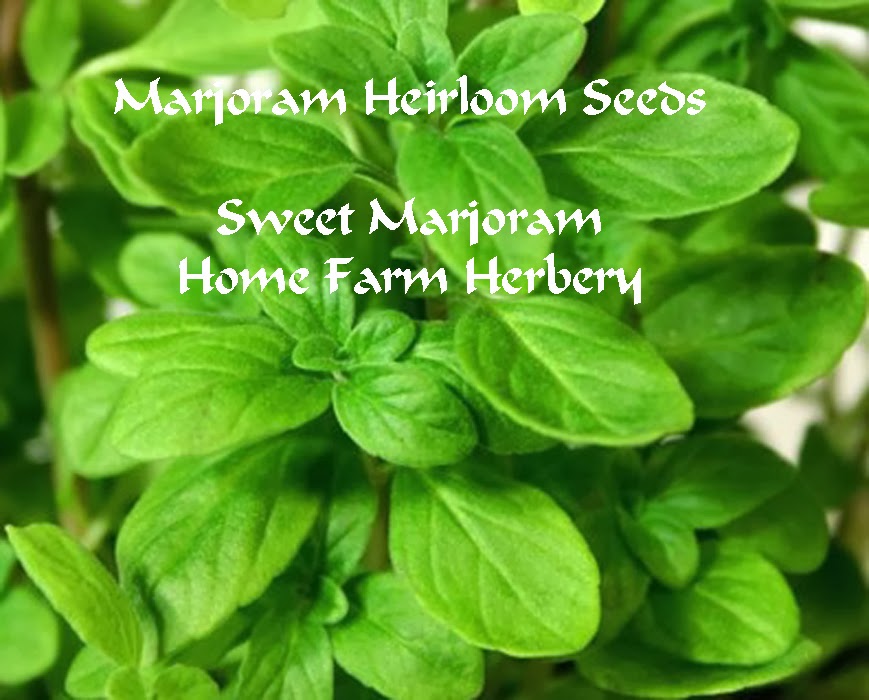 Marjoram Seeds at Jesus Heffernan blog