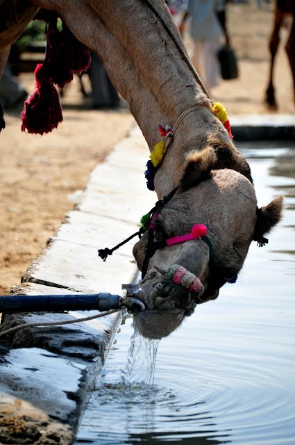 pushkar rajasthan camel fair