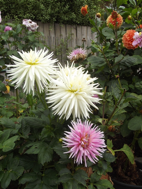 Australian Dahlias and Tubers Cactus Dahlia Images