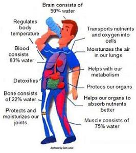 water drinking body benefits human lungs drink percent never give importance diet healthy organs challenge health brain function weight why