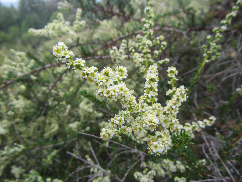 Hillsides covered in blooming chamise