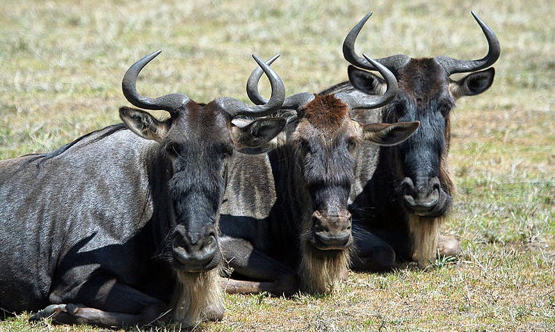 Terms of Venery: Whence the Wildebeest: An Implausibility of Gnus