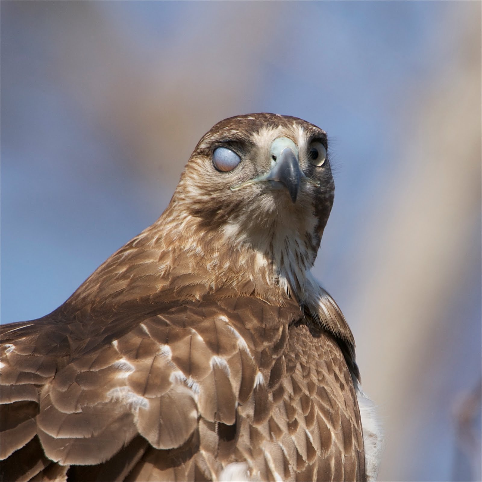 Back in the U.S.A. Red Tailed Hawk with Funny Eye