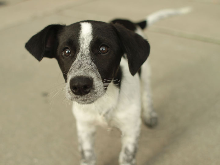 pointer mix puppies unnamed pointer mix puppy pointer mix puppies unnamed pointer mix puppy