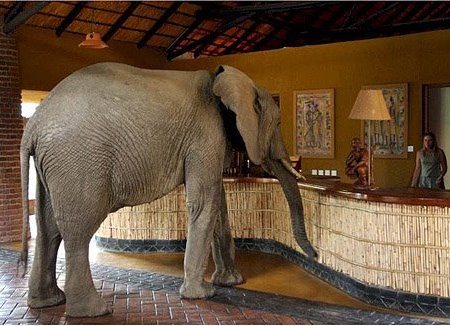 Foto Gajah Yang Masuk Di Lobi Hotel