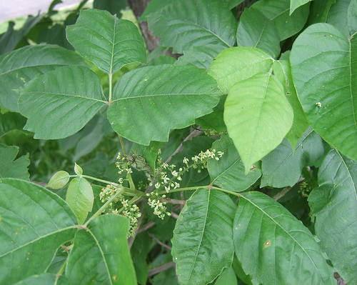 Ivy Vines Ivy Vines