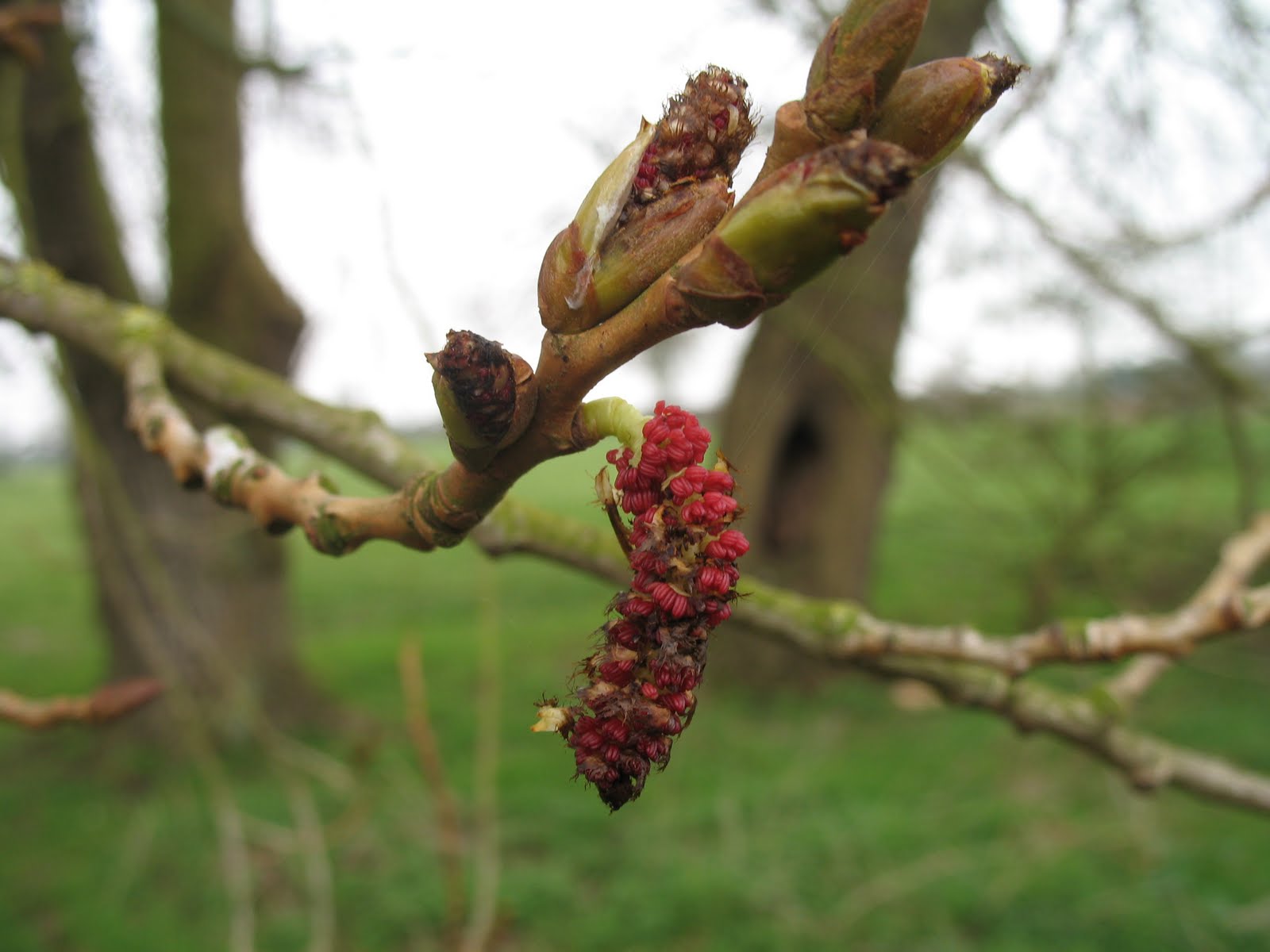 flowers for flower lovers. Black poplar tree flowers.