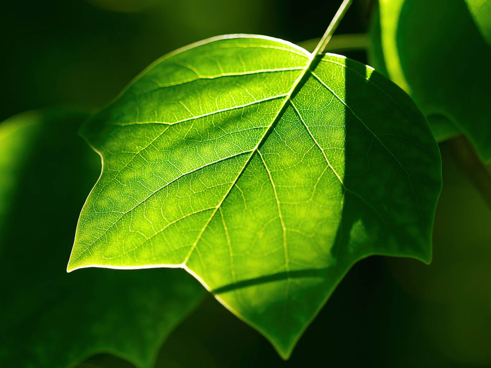 wallpapers green leaf wallpapers wallpapers green leaf wallpapers