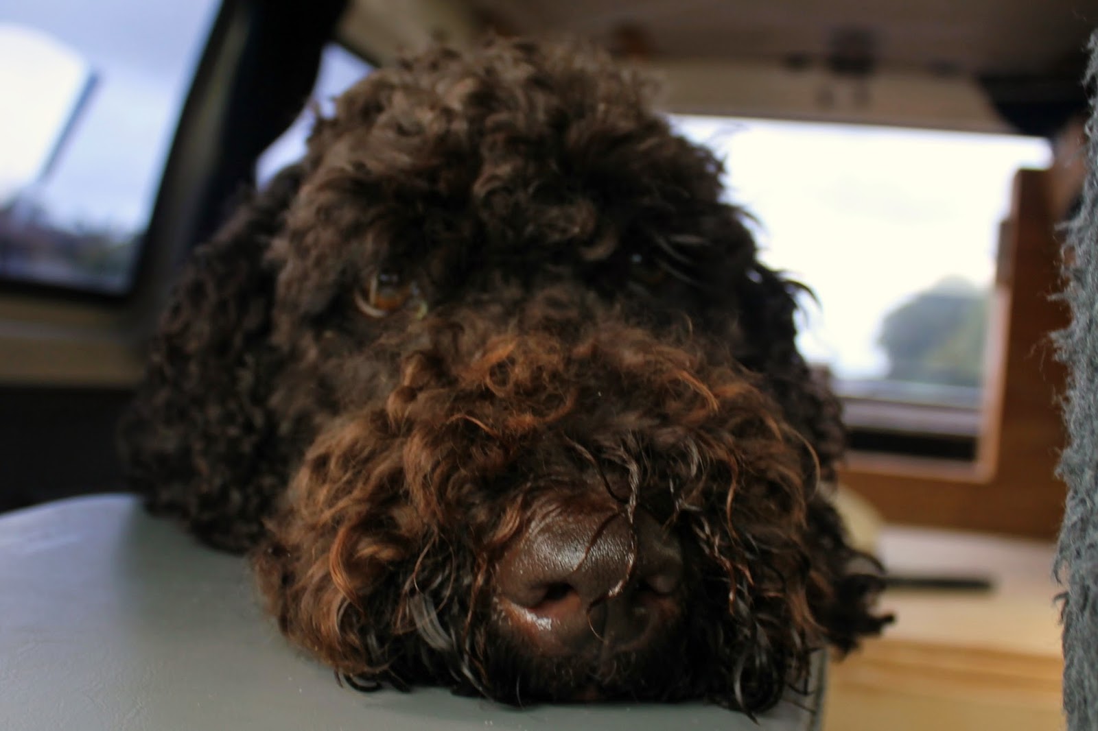 Lemon Pea Lifestyle etc. Dog walking Yamba style