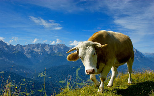 Vaca solitaria - Lonely cow - Vache solitaire